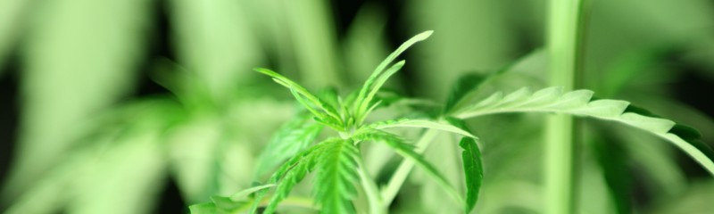 Cannabis_1