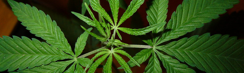 Cannabis_2